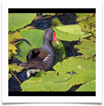 Duck of some DescriptionTony Green